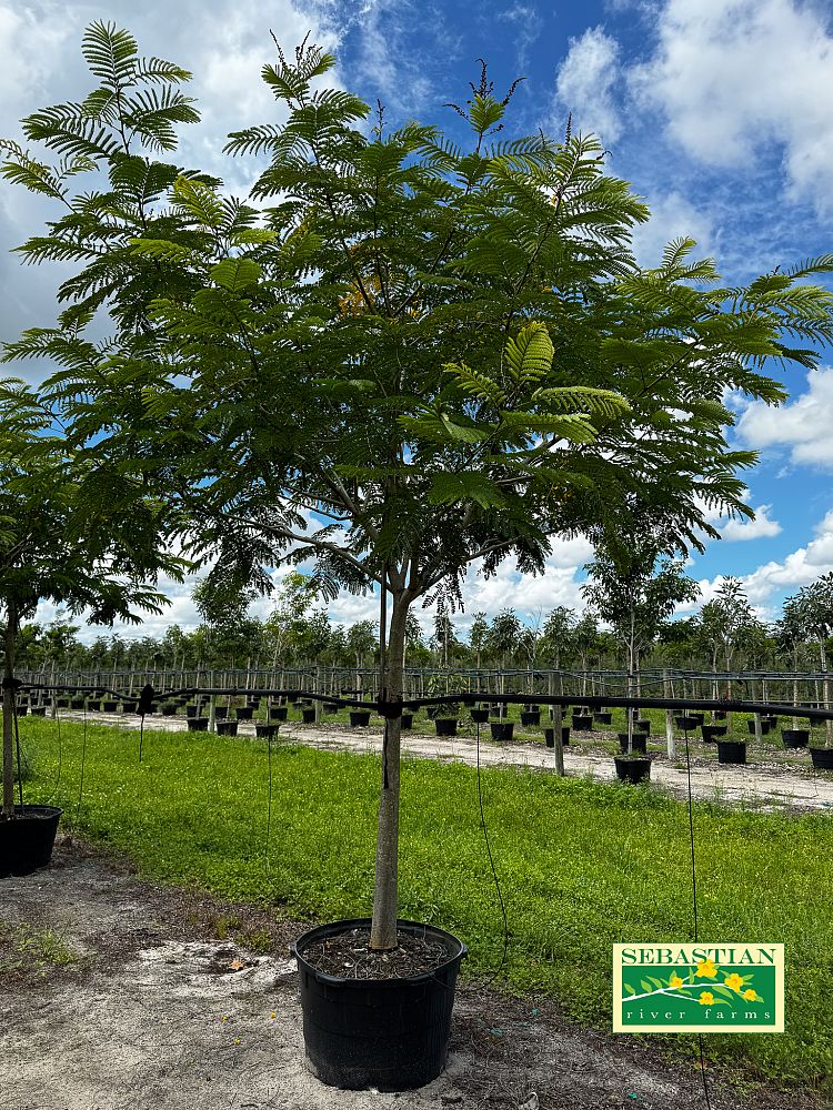 peltophorum-dubium-yellow-poinciana