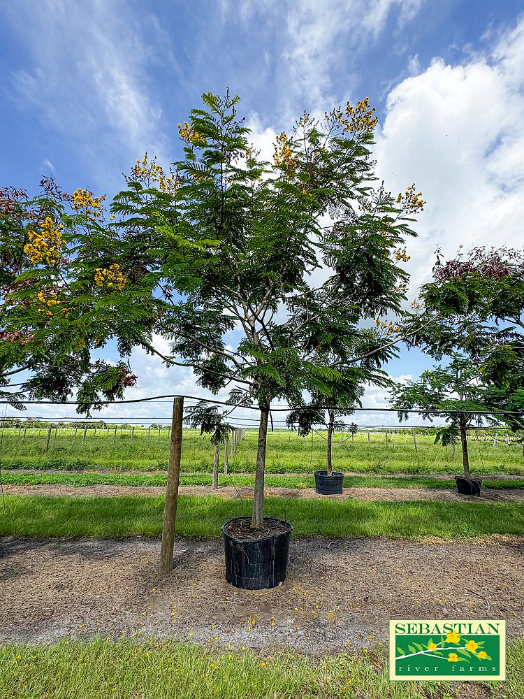 peltophorum-dubium-yellow-poinciana