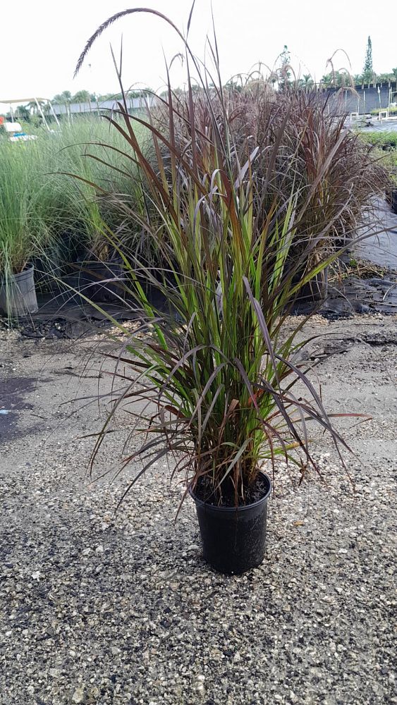 pennisetum-alopecuroide-red-head-fountain-grass