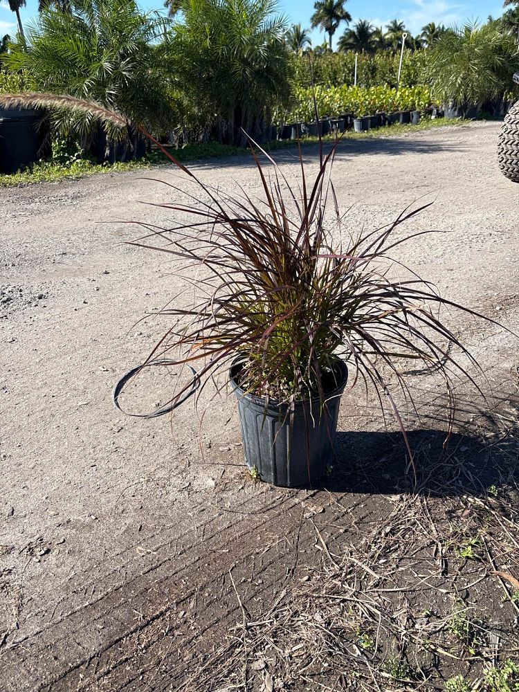 pennisetum-alopecuroide-red-head-fountain-grass