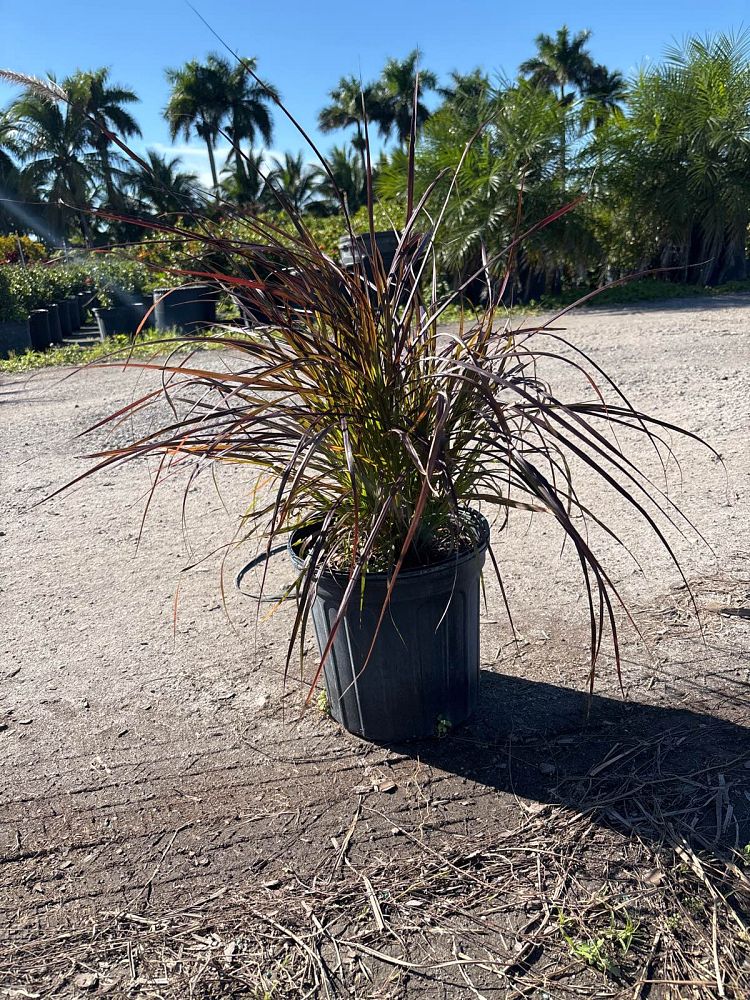 pennisetum-alopecuroide-red-head-fountain-grass