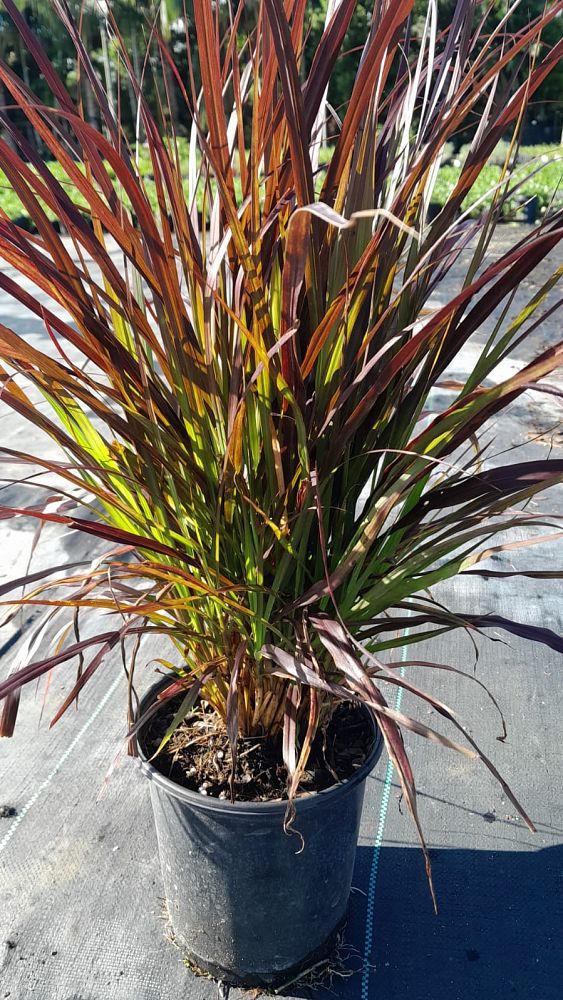 pennisetum-fountain-grass