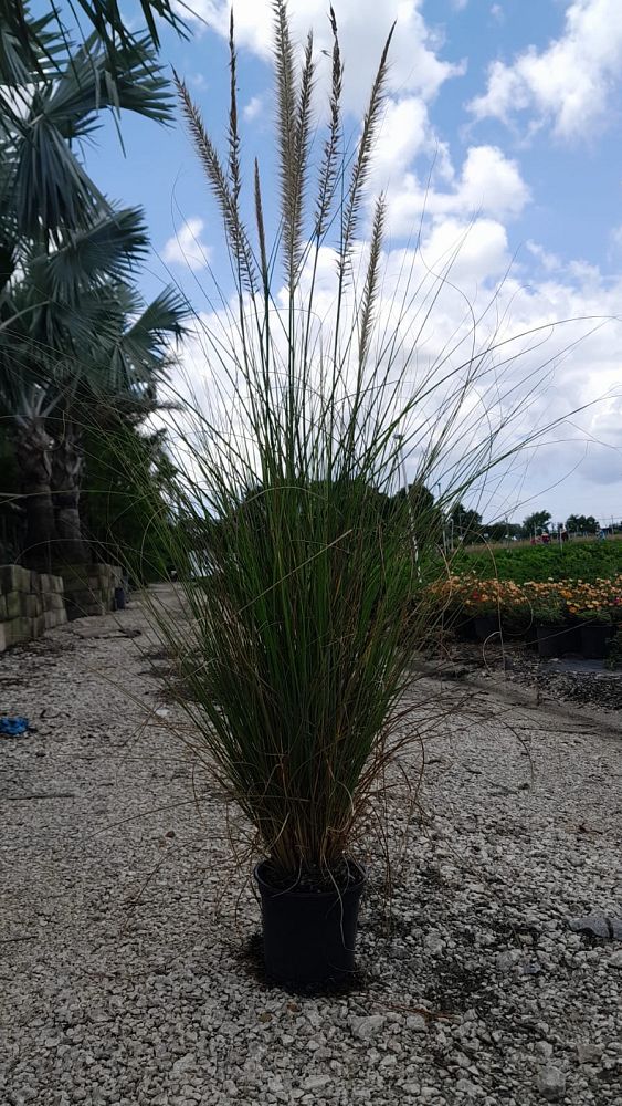 pennisetum-fountain-grass