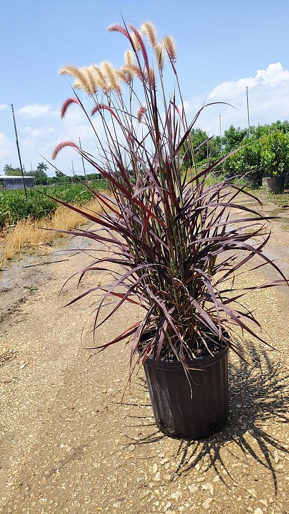 pennisetum-fountain-grass