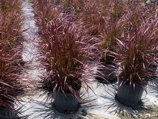 pennisetum-fountain-grass