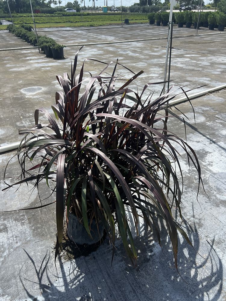 pennisetum-regal-princess-fountain-grass