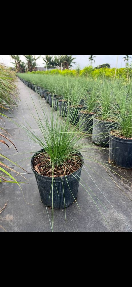 pennisetum-setaceum-alba-white-fountain-grass