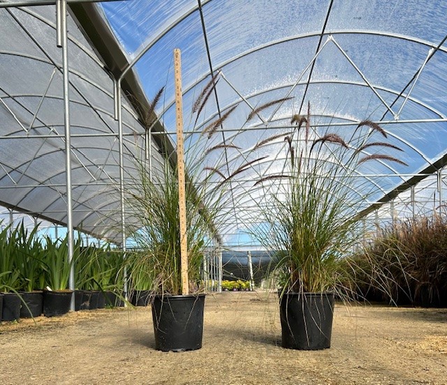 pennisetum-setaceum-alba-white-fountain-grass