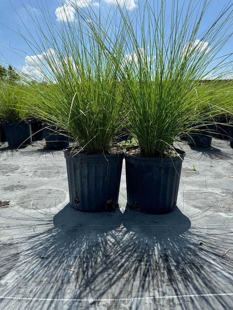 pennisetum-setaceum-alba-white-fountain-grass