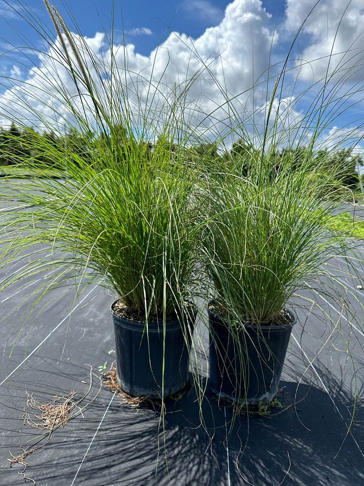 pennisetum-setaceum-alba-white-fountain-grass