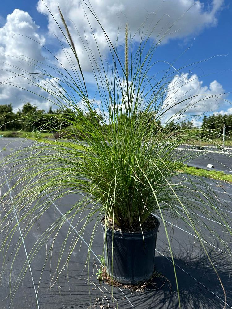 pennisetum-setaceum-alba-white-fountain-grass