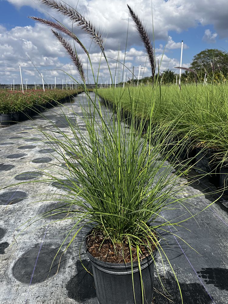 pennisetum-setaceum-alba-white-fountain-grass