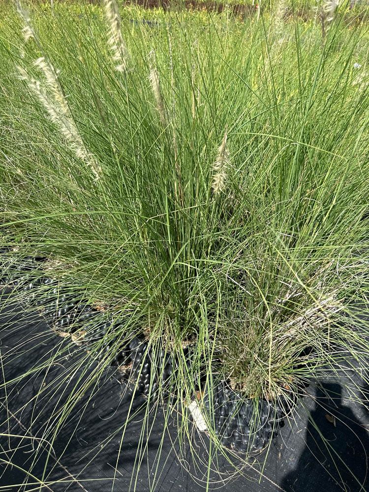 pennisetum-setaceum-alba-white-fountain-grass