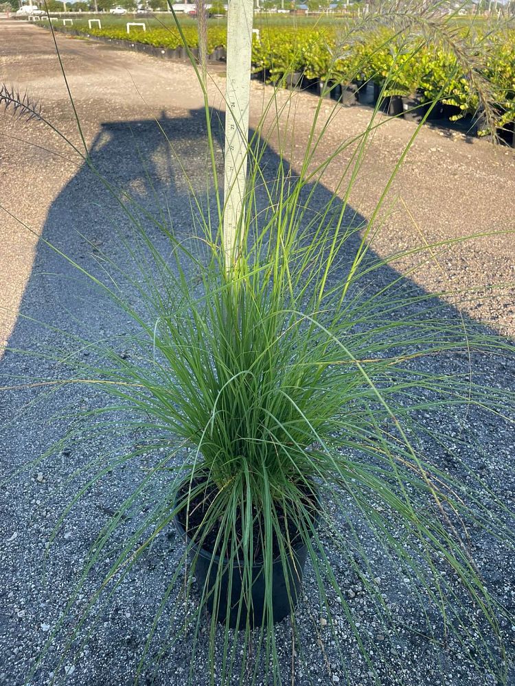 pennisetum-setaceum-alba-white-fountain-grass