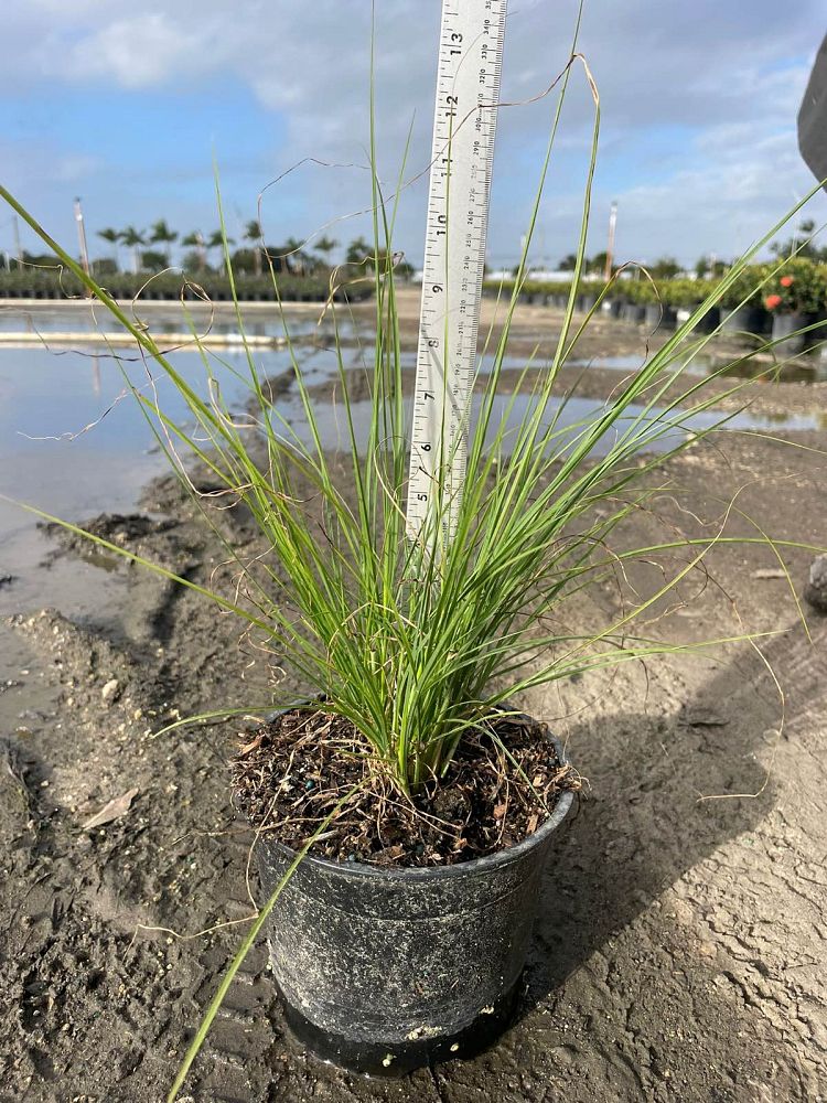 pennisetum-setaceum-alba-white-fountain-grass