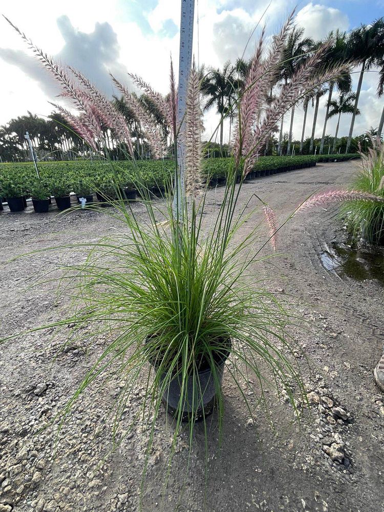 pennisetum-setaceum-alba-white-fountain-grass