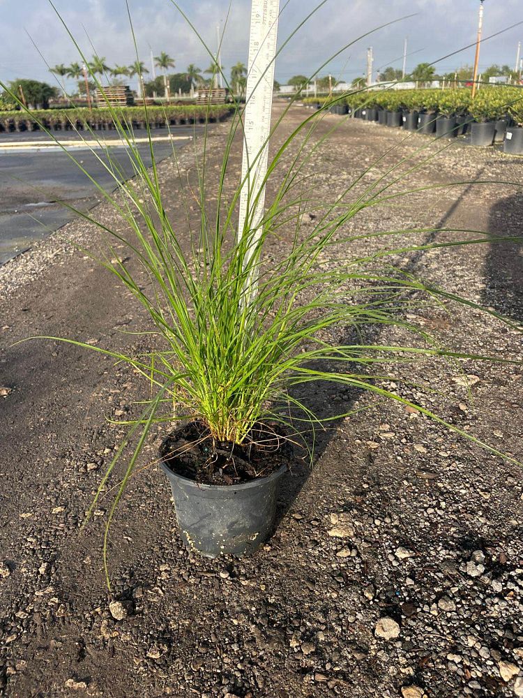 pennisetum-setaceum-alba-white-fountain-grass