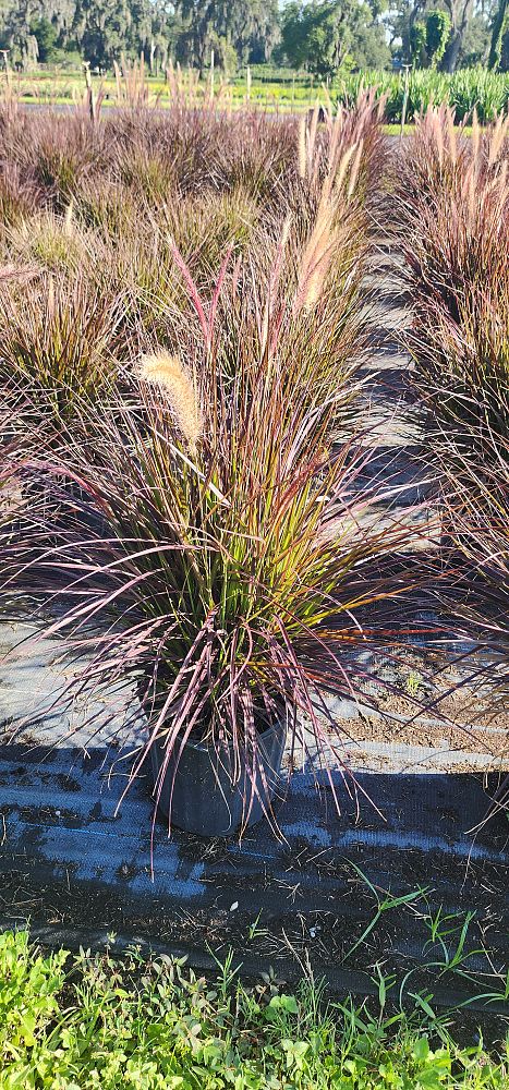 pennisetum-setaceum-fountain-grass
