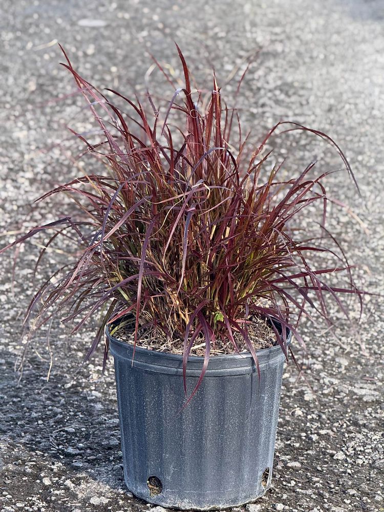 pennisetum-setaceum-rubrum-purple-fountain-grass-red-fountain-grass-pennisetum-advena-rubrum-pennisetum-setaceum-cupreum