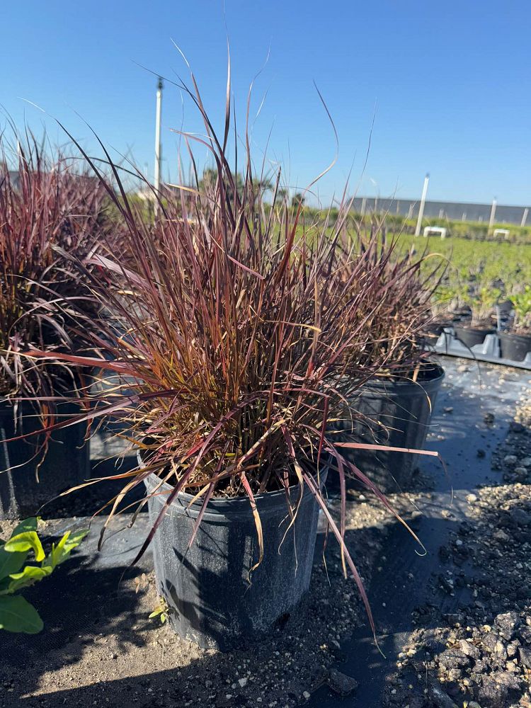 pennisetum-setaceum-rubrum-purple-fountain-grass-red-fountain-grass-pennisetum-advena-rubrum-pennisetum-setaceum-cupreum