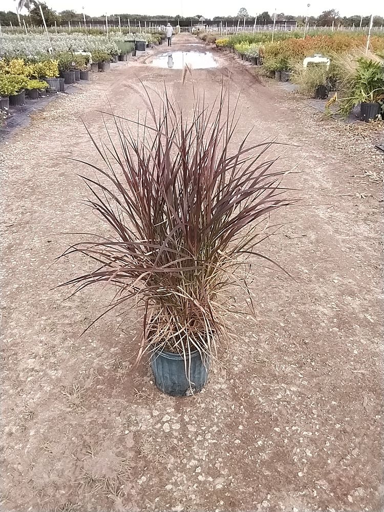 pennisetum-setaceum-rubrum-purple-fountain-grass-red-fountain-grass-pennisetum-advena-rubrum-pennisetum-setaceum-cupreum