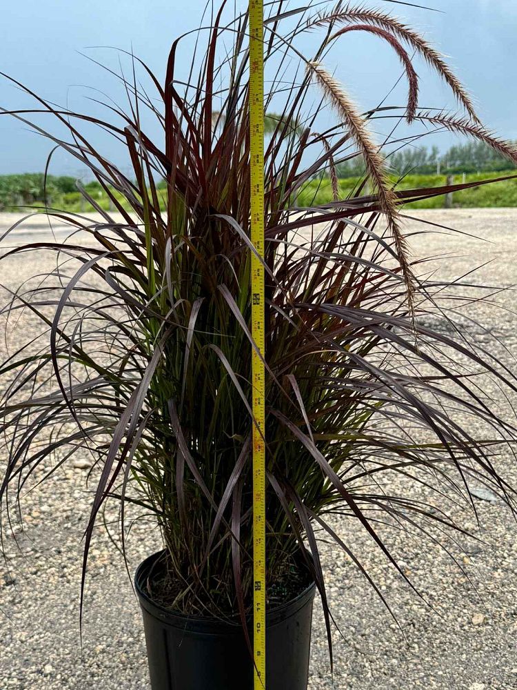 pennisetum-setaceum-rubrum-purple-fountain-grass-red-fountain-grass-pennisetum-advena-rubrum-pennisetum-setaceum-cupreum