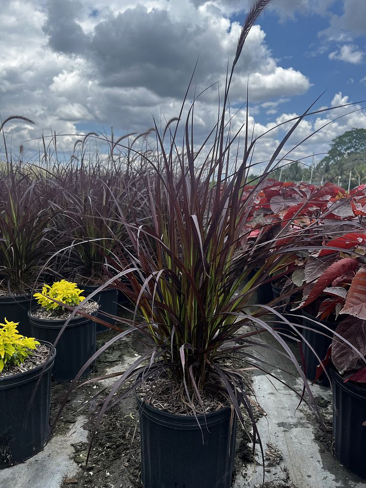 pennisetum-setaceum-rubrum-purple-fountain-grass-red-fountain-grass-pennisetum-advena-rubrum-pennisetum-setaceum-cupreum