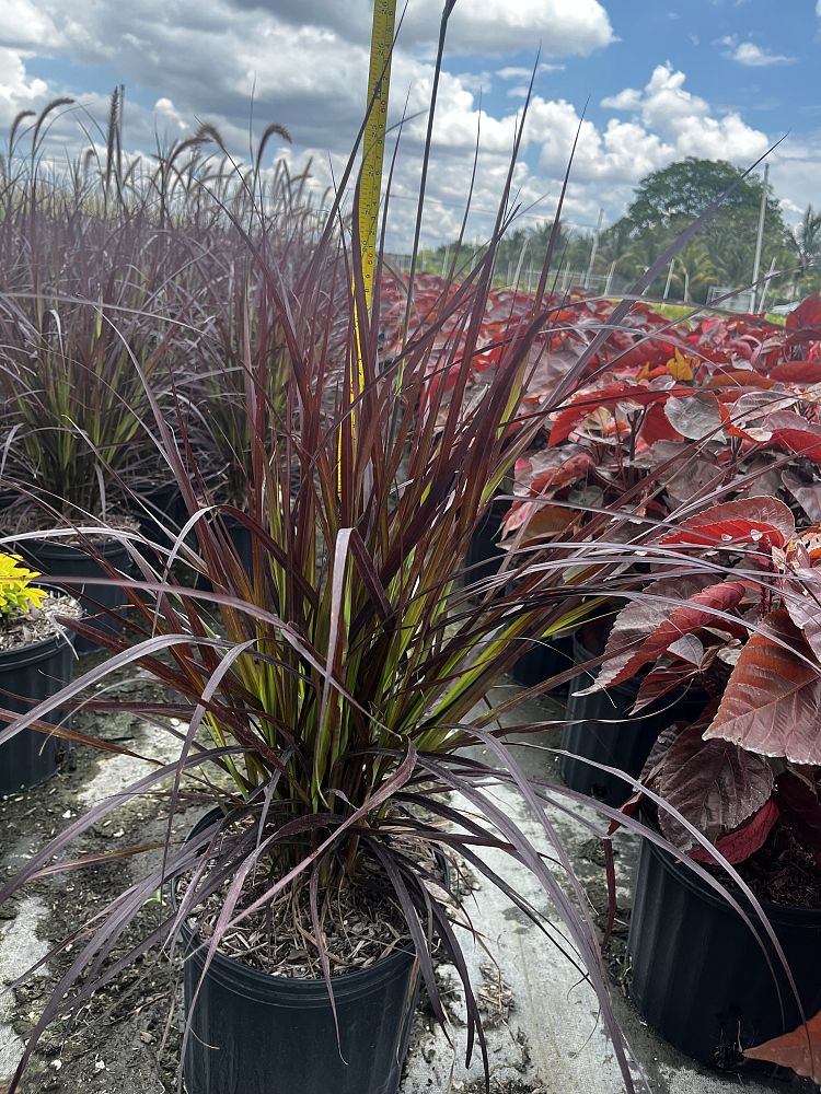 pennisetum-setaceum-rubrum-purple-fountain-grass-red-fountain-grass-pennisetum-advena-rubrum-pennisetum-setaceum-cupreum