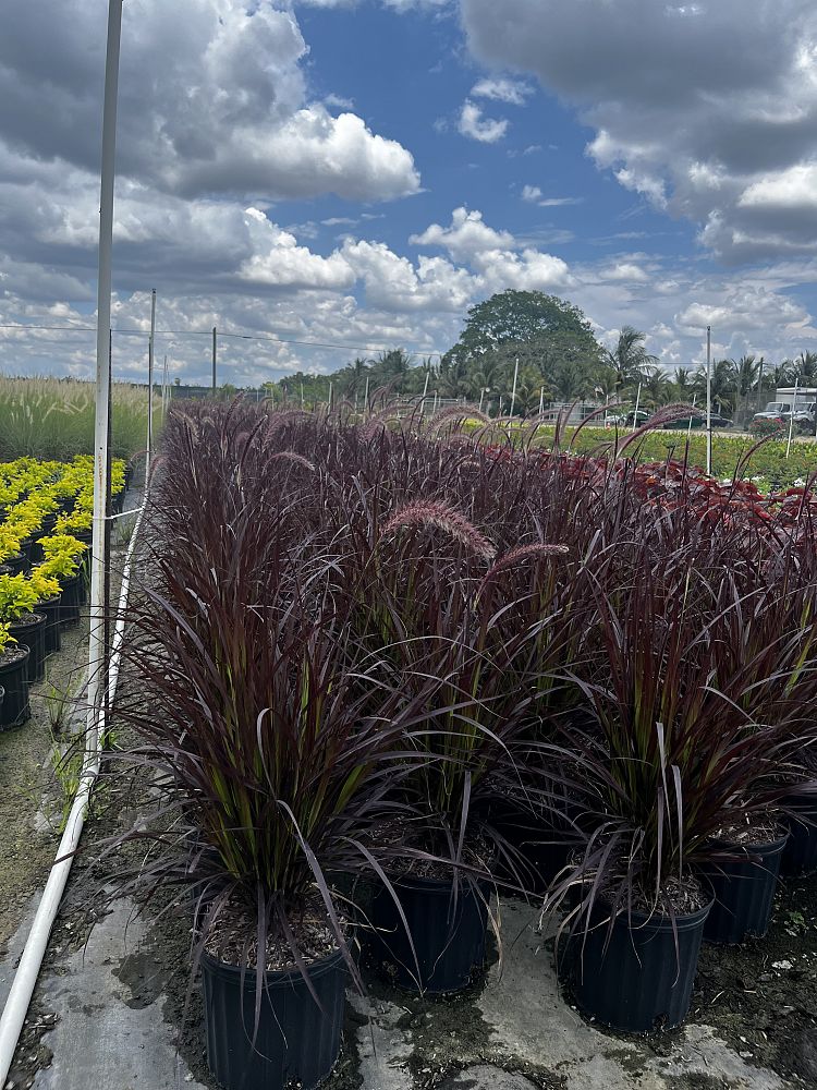 pennisetum-setaceum-rubrum-purple-fountain-grass-red-fountain-grass-pennisetum-advena-rubrum-pennisetum-setaceum-cupreum