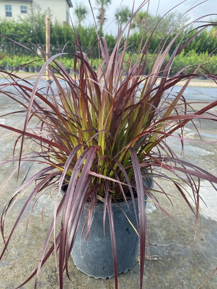 pennisetum-setaceum-rubrum-purple-fountain-grass-red-fountain-grass-pennisetum-advena-rubrum-pennisetum-setaceum-cupreum