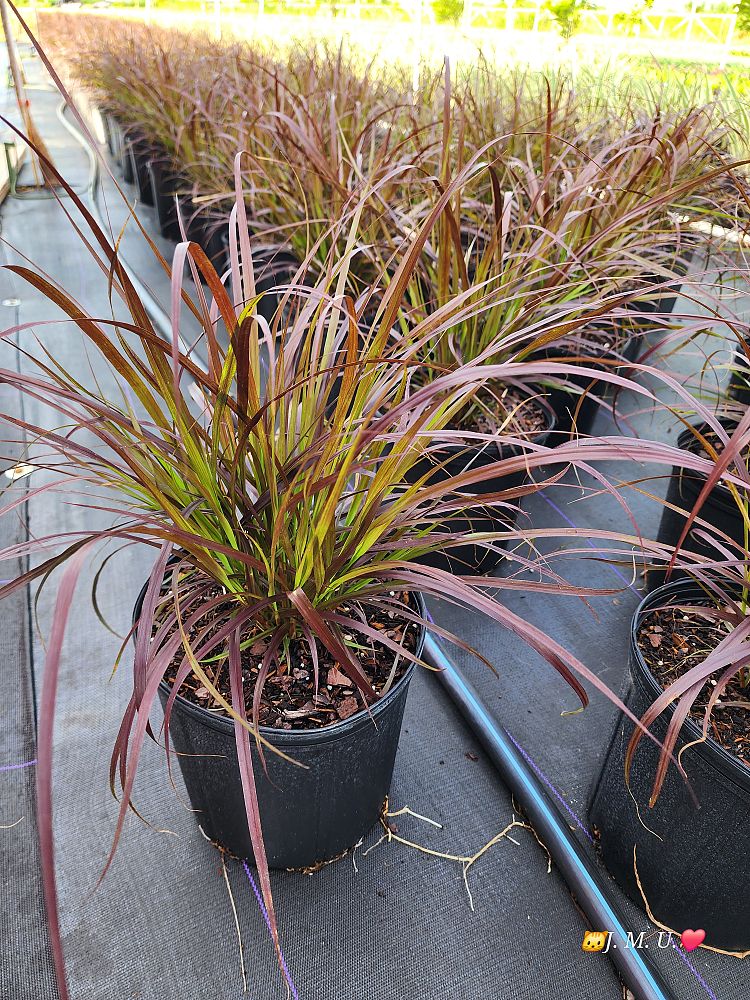 pennisetum-setaceum-rubrum-purple-fountain-grass-red-fountain-grass-pennisetum-advena-rubrum-pennisetum-setaceum-cupreum