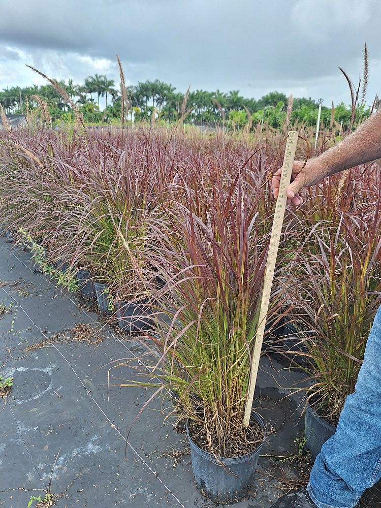 pennisetum-setaceum-rubrum-purple-fountain-grass-red-fountain-grass-pennisetum-advena-rubrum-pennisetum-setaceum-cupreum