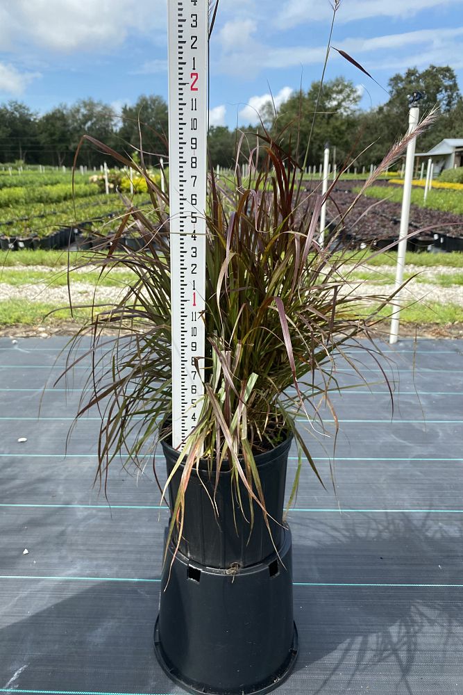 pennisetum-setaceum-rubrum-purple-fountain-grass-red-fountain-grass-pennisetum-advena-rubrum-pennisetum-setaceum-cupreum