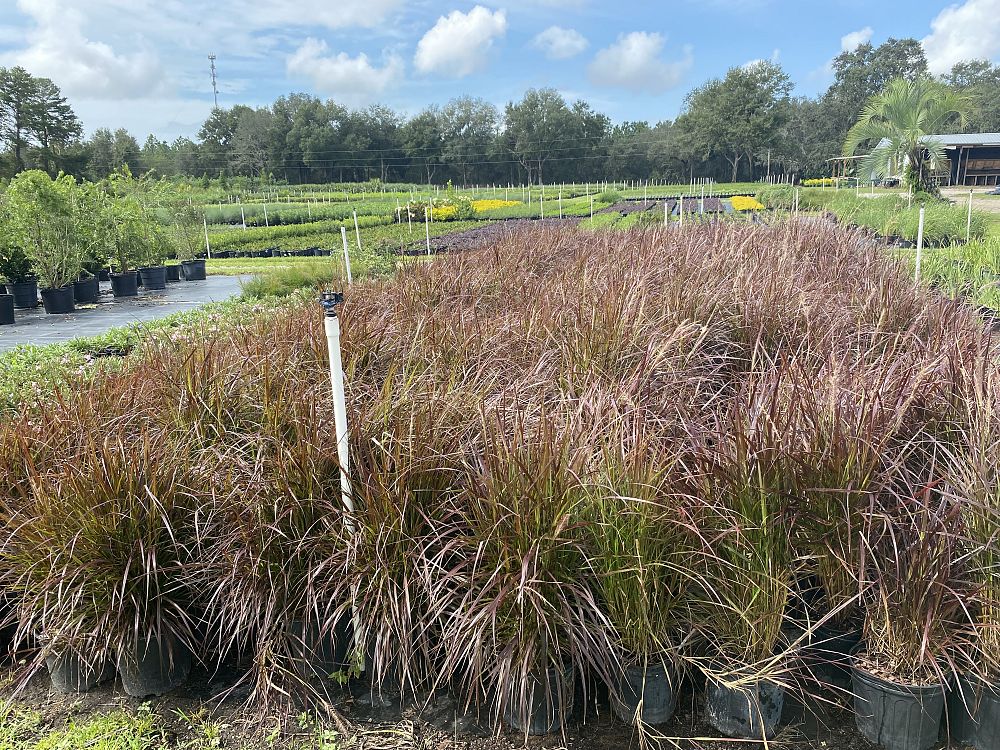 pennisetum-setaceum-rubrum-purple-fountain-grass-red-fountain-grass-pennisetum-advena-rubrum-pennisetum-setaceum-cupreum