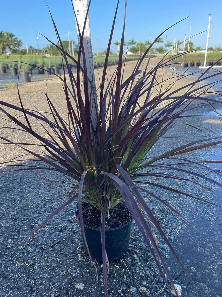 pennisetum-setaceum-rubrum-purple-fountain-grass-red-fountain-grass-pennisetum-advena-rubrum-pennisetum-setaceum-cupreum