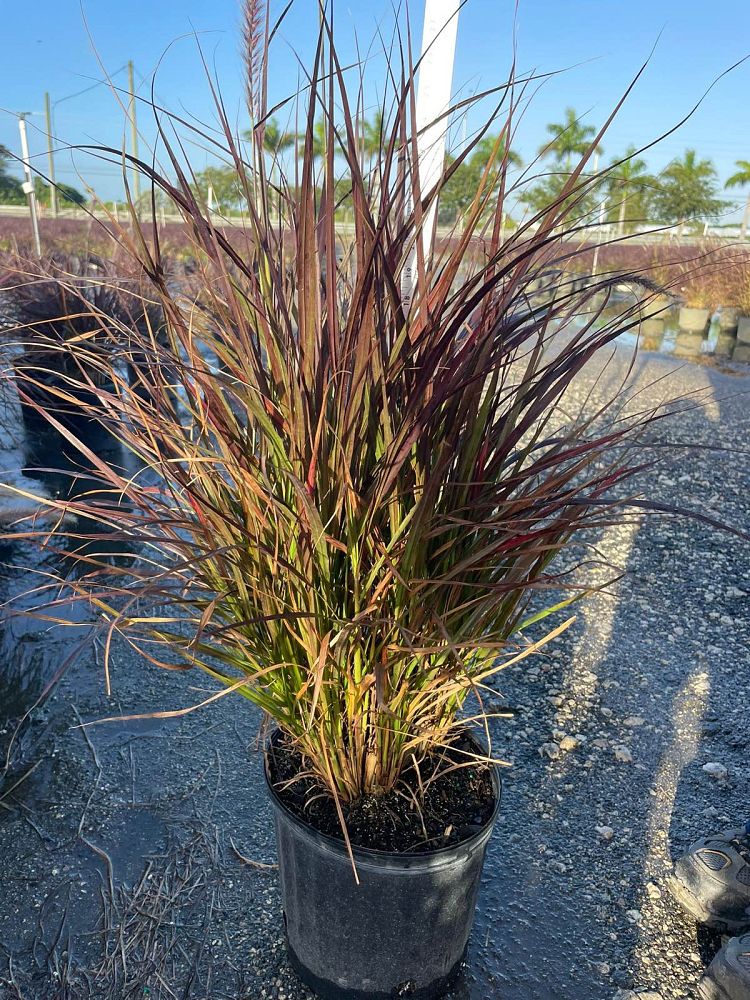 pennisetum-setaceum-rubrum-purple-fountain-grass-red-fountain-grass-pennisetum-advena-rubrum-pennisetum-setaceum-cupreum