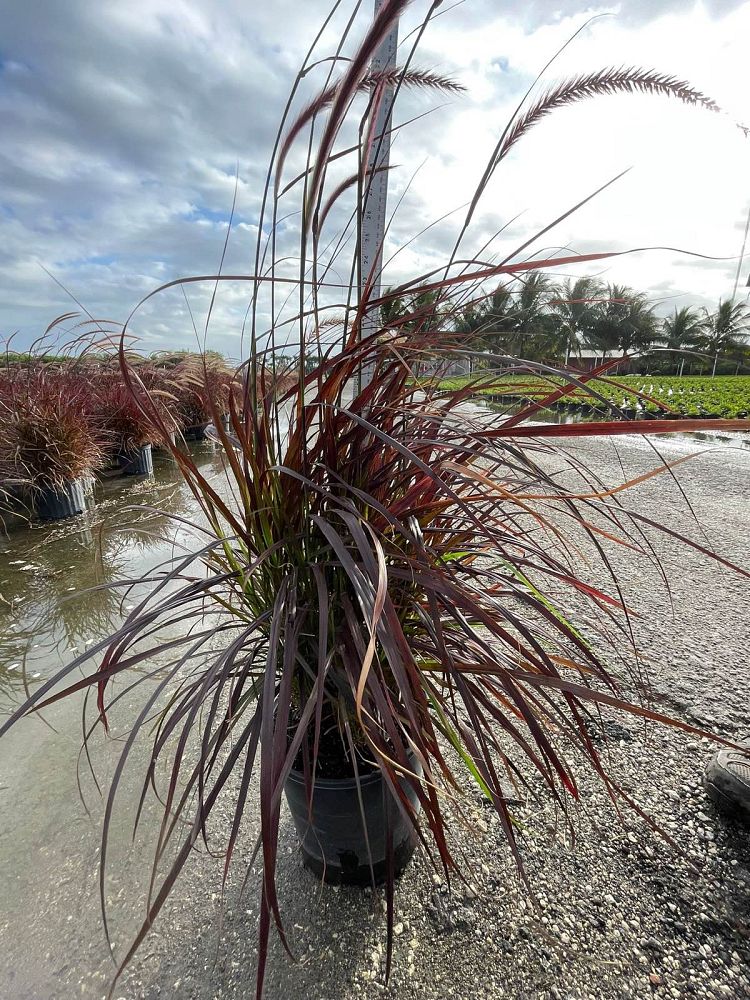 pennisetum-setaceum-rubrum-purple-fountain-grass-red-fountain-grass-pennisetum-advena-rubrum-pennisetum-setaceum-cupreum