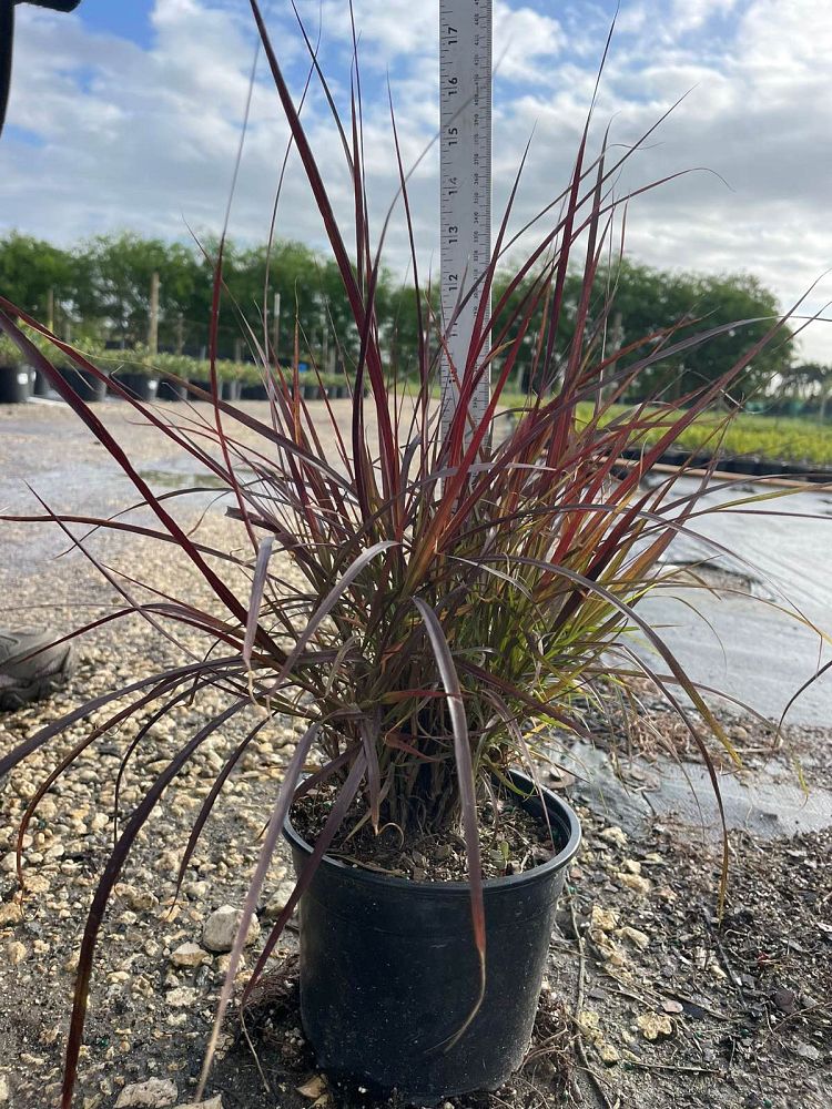 pennisetum-setaceum-rubrum-purple-fountain-grass-red-fountain-grass-pennisetum-advena-rubrum-pennisetum-setaceum-cupreum