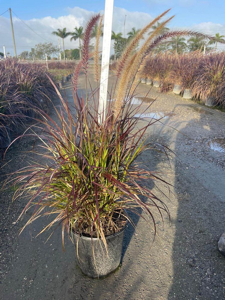 pennisetum-setaceum-rubrum-purple-fountain-grass-red-fountain-grass-pennisetum-advena-rubrum-pennisetum-setaceum-cupreum