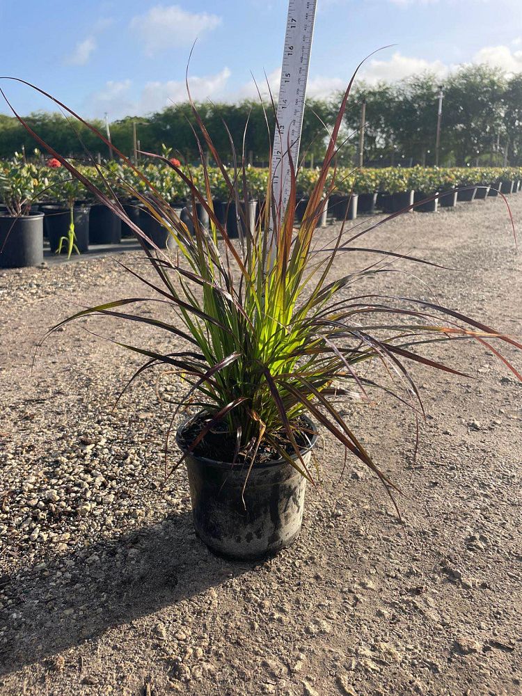 pennisetum-setaceum-rubrum-purple-fountain-grass-red-fountain-grass-pennisetum-advena-rubrum-pennisetum-setaceum-cupreum