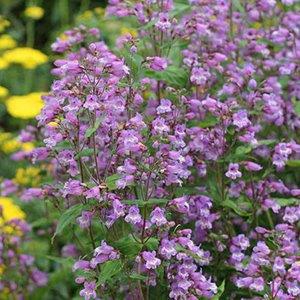 penstemon-smallii-smallii-beard-tongue