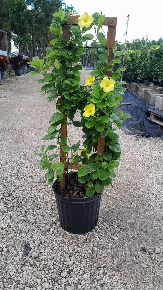 pentalinon-luteum-wild-allamanda-yellow-mandevilla-yellow-dipladenia