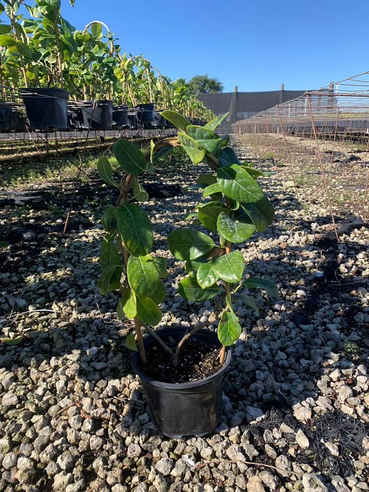 pentalinon-luteum-wild-allamanda-yellow-mandevilla-yellow-dipladenia