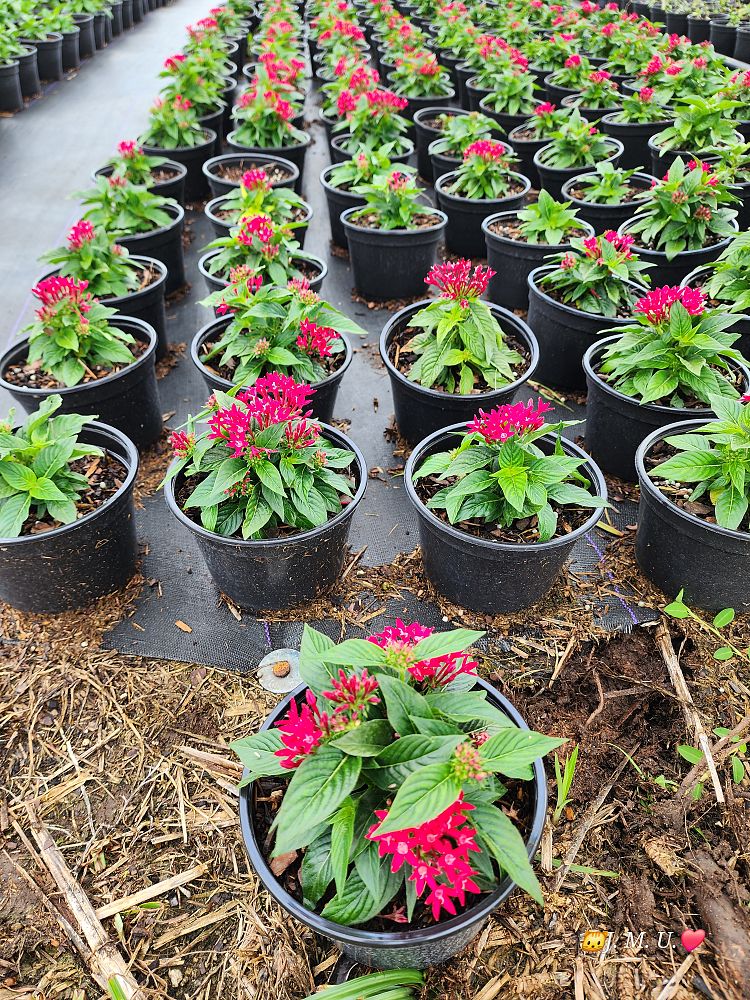 pentas-graffiti-mix-pentas-star-flower-egyptian-star-cluster