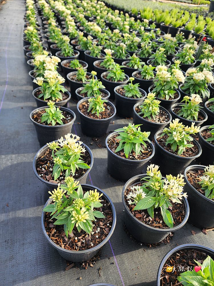 pentas-graffiti-mix-pentas-star-flower-egyptian-star-cluster