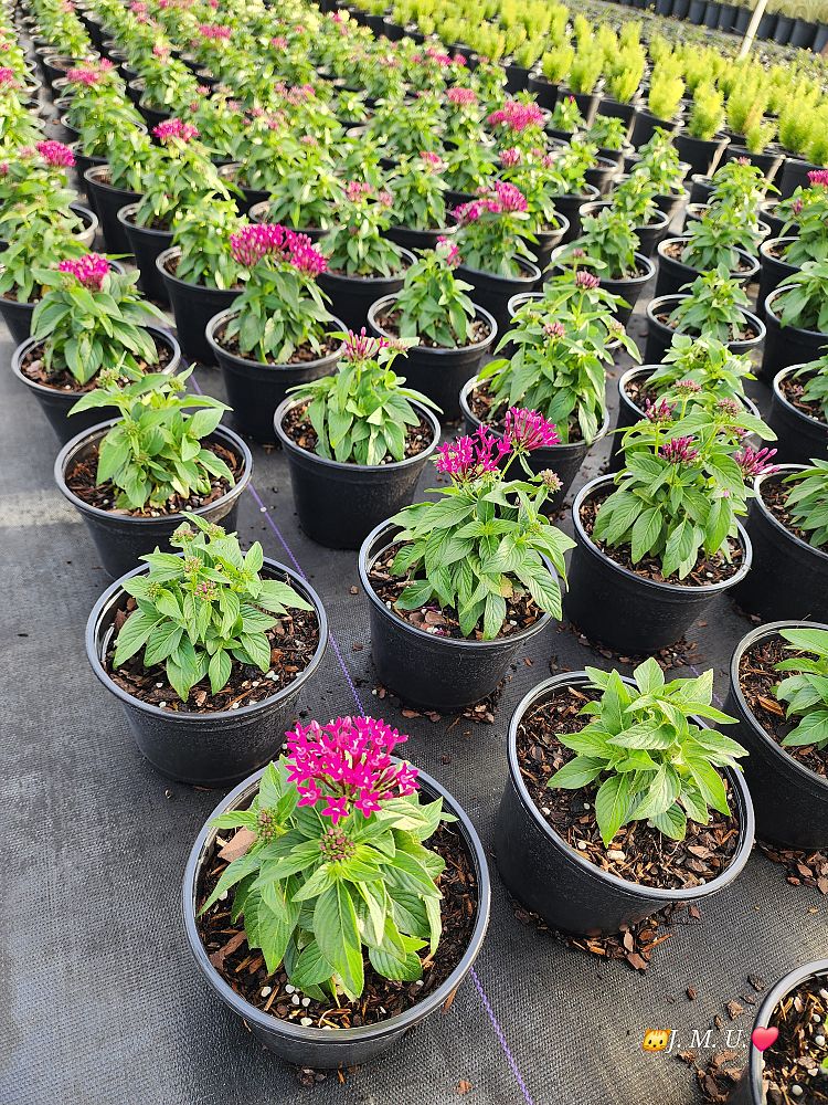 pentas-graffiti-mix-pentas-star-flower-egyptian-star-cluster