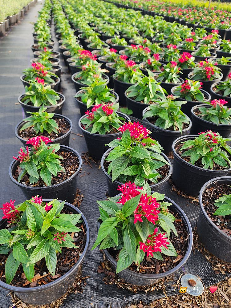 pentas-graffiti-mix-pentas-star-flower-egyptian-star-cluster