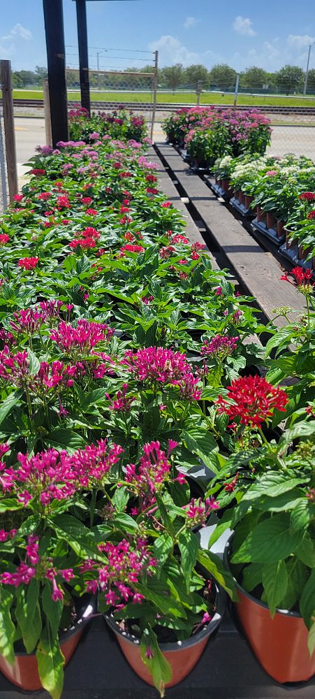 pentas-lanceolata-butterfly-blush-egyptian-star-cluster