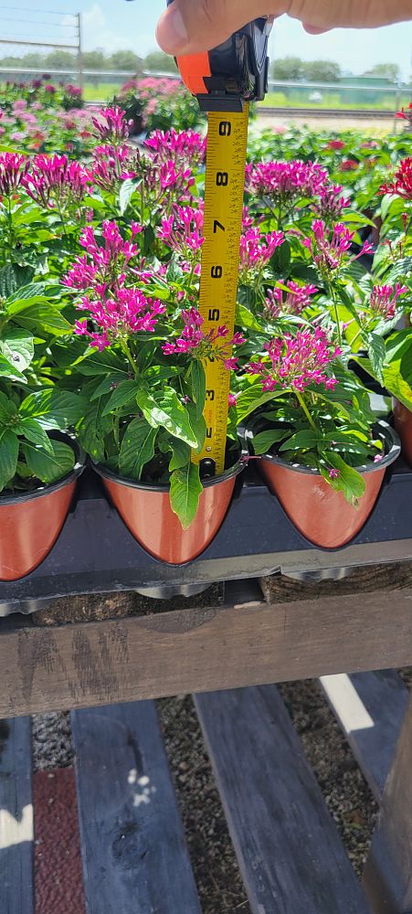 pentas-lanceolata-butterfly-blush-egyptian-star-cluster