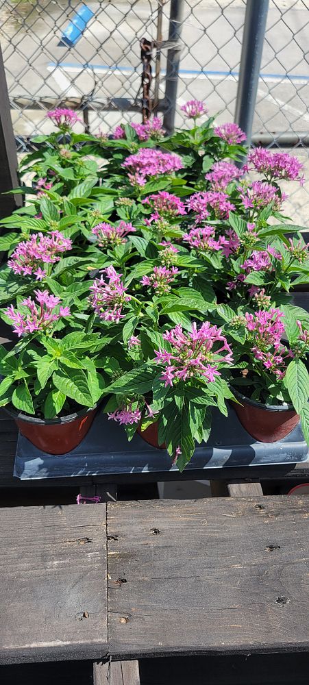 pentas-lanceolata-butterfly-blush-egyptian-star-cluster